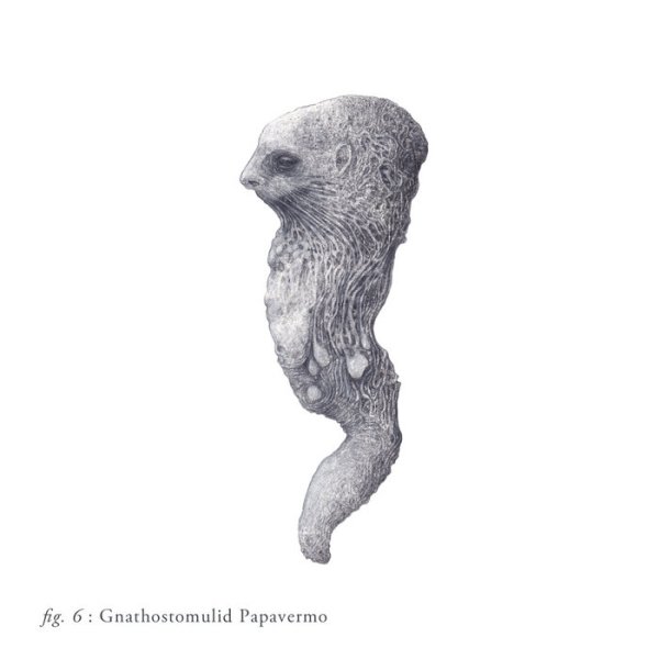 Scald - Gnathostomulid Papavermo