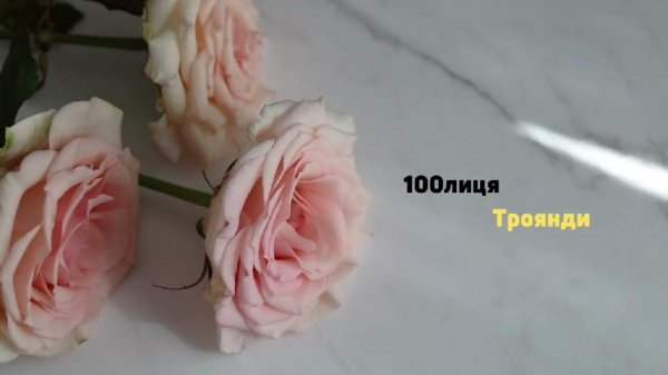 100лиця - Троянди