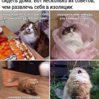 Приколы котяры)))