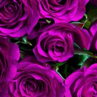 depositphotos 63351493-stock-photo-purple-natural-roses-backg