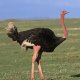 ostrich