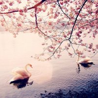 lake-love-pink-spring-Favim.com-1766743