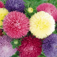 Aster Gremlin Double Mix Seeds Callistephus Chinensis