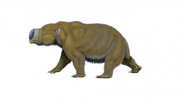 Diprotodon optatum