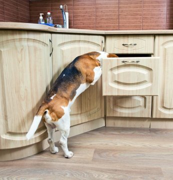 10 Tips for a Dog Proof Home