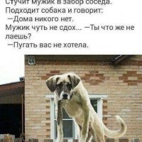 СОБАКА