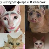 Касивые касависы