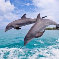 dolphins jumping sea Wallpaper 1680x1050