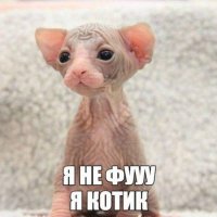 Я котик