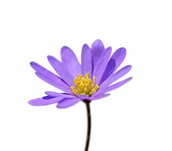 Purple-flower-isolated-white-background 14223-80