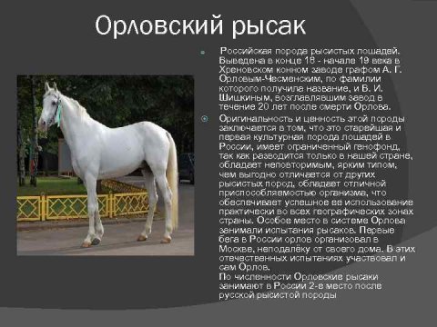 Орловский рысак