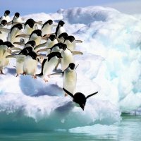 Penguins-Dive-Into-the-Water