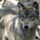 090602-GrayWolf-hmed-523p