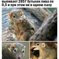 Тупайя