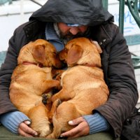 R3L8T8D-650-homeless-dogs-and-ow