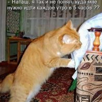 КотЭ)