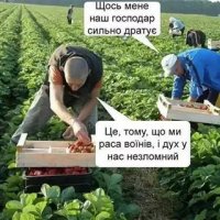 цеголодоморники на плантациях в цеевропе