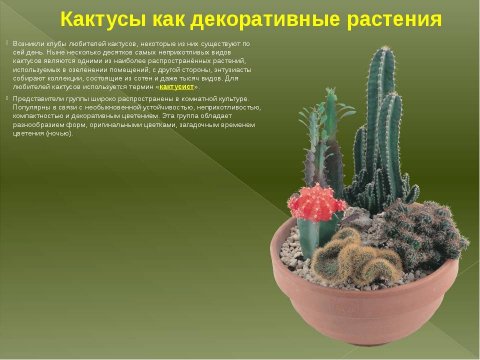 Кактусы