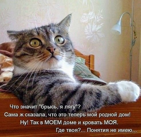 КотЭ)