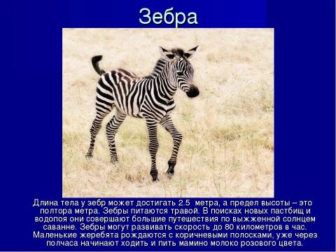 Зебра