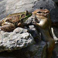 фото с конкурса о животных07