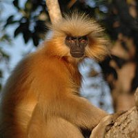 Golden langur