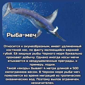 Рыба - меч