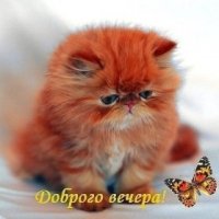 Доброго веч