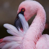 Flamingo-