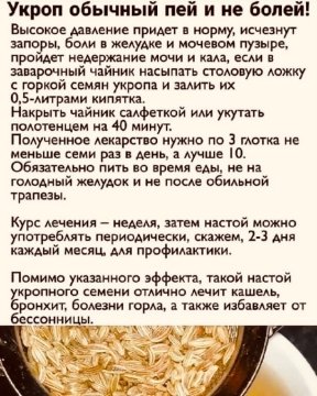 Укроп обычный пей и не болей