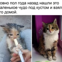 Котэ-бездомный-милота-живность-3622182