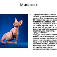 Минскин