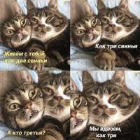 Котэ-жирнота-милота-приколы-для-даунов-7739502