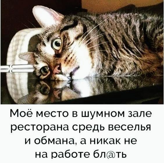 КотЭ)