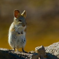 фото с конкурса о животных12