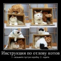 Инструкция по отлову котов