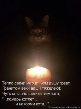 И накорми кота...