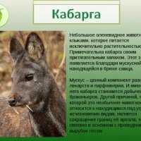 Кабарга