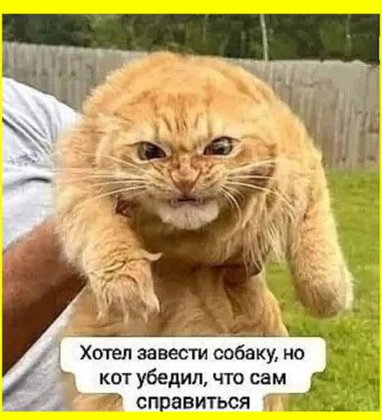 Кот заведёт собаку