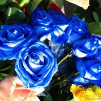 blue rose 16-