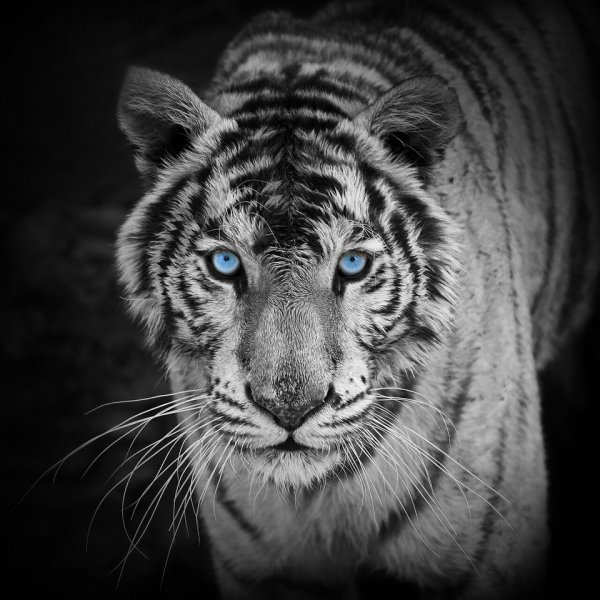 White Tiger-