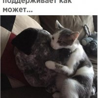 Кот