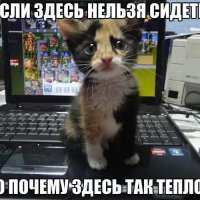 Котик