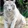 1234211787 white-tiger