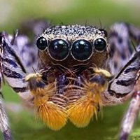 px-Dimorphic Jumping Spider