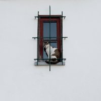 cat window minimalism glass 96387 2500x1667