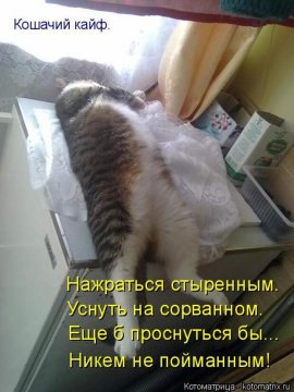 Кошачий кайф