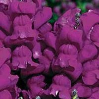 Antirrhinum Majus Montego Violet