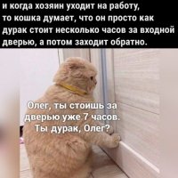 КотЭ)