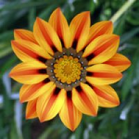 gazania-7392-2560x1600